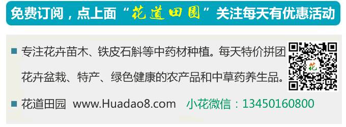 猕猴桃催熟指南：未熟猕猴桃如何快速变熟  第1张