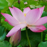 挖掘机大臂先导压力低？你想太多？原因有油泵与油缸的影响  第1张