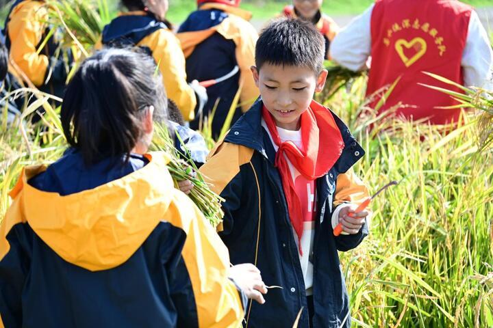金秋十一月稻香四溢，南京浦口侯冲景区亲子农耕体验活动邀您共度丰收季  第2张