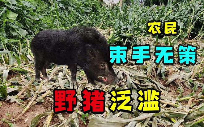 人猪矛盾激化：野猪泛滥成灾，农民损失惨重，多地发生冲突事件  第1张
