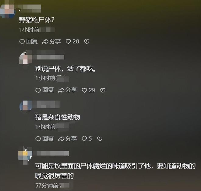 人猪矛盾激化：野猪泛滥成灾，农民损失惨重，多地发生冲突事件  第11张