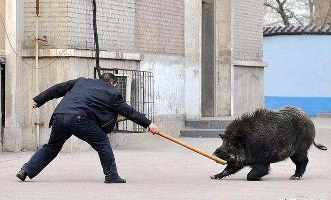 人猪矛盾激化：野猪泛滥成灾，农民损失惨重，多地发生冲突事件  第14张