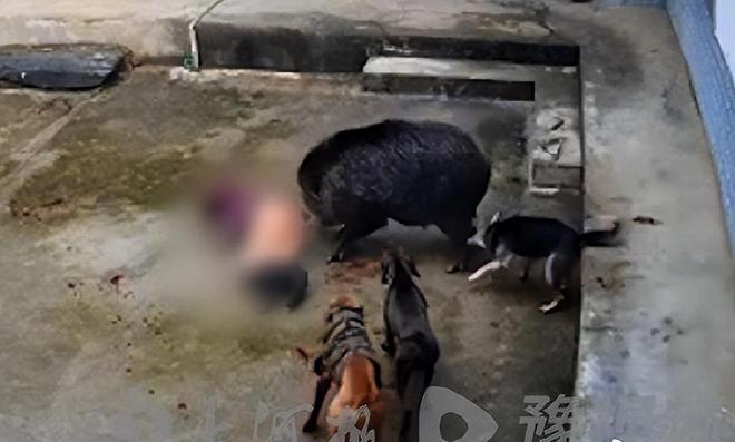 人猪矛盾激化：野猪泛滥成灾，农民损失惨重，多地发生冲突事件  第5张