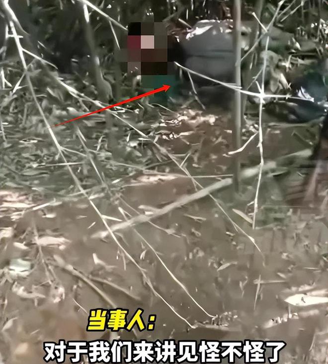 人猪矛盾激化：野猪泛滥成灾，农民损失惨重，多地发生冲突事件  第7张