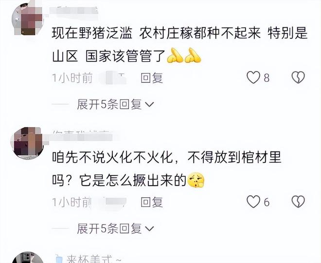 人猪矛盾激化：野猪泛滥成灾，农民损失惨重，多地发生冲突事件  第9张